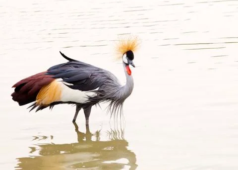 Grey crowned crane 写真素材