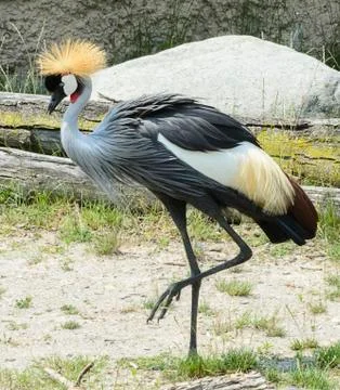 Grey crowned crane Stock Photos
