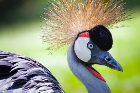 Grey Crowned Crane Stock Photos