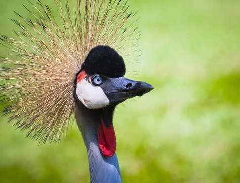 Grey Crowned Crane Stock Photos
