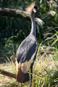 Grey Crowned Crane Stock Photos
