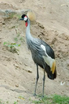 Grey Crowned Crane. Foto stock