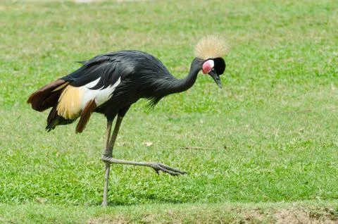 Grey Crowned Crane. Foto stock