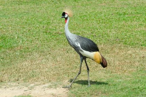 Grey Crowned Crane. Stockfoto's