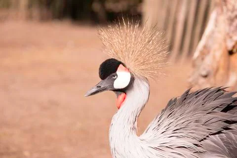 Grey Crowned Crane Stock Photos