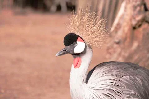 Grey Crowned Crane Stock Photos