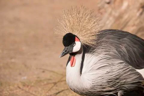 Grey Crowned Crane Stock Photos
