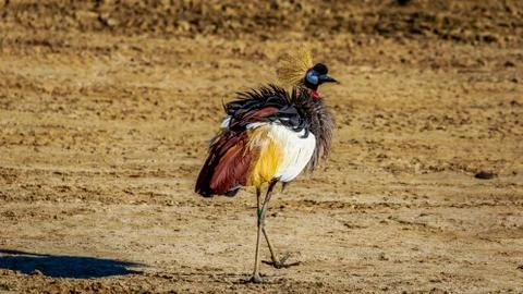Grey Crowned Crane Stock Photos