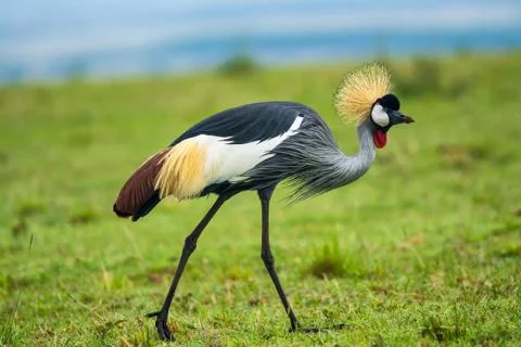 Grey crowned crane Fotos de archivo