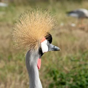 Grey crowned crane Stock Photos