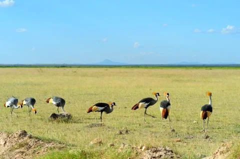 Grey crowned crane Stock Photos