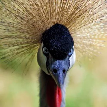 Grey Crowned Crane Stock Photos