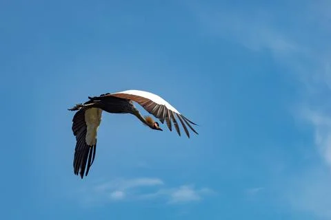 Grey crowned crane Stock Photos