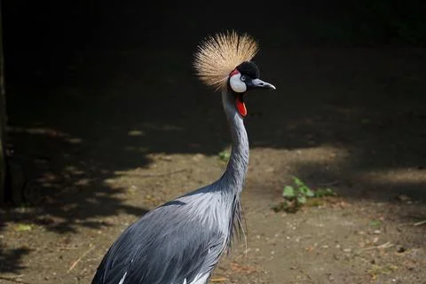 A Grey crowned crane 스톡 사진