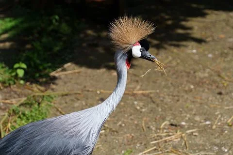 A Grey crowned crane Stock-Fotos