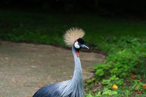 A Grey crowned crane Fotos de archivo