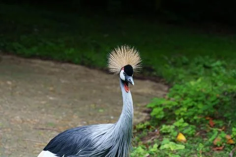 A Grey crowned crane 스톡 사진
