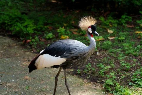 A Grey crowned crane Stock-Fotos