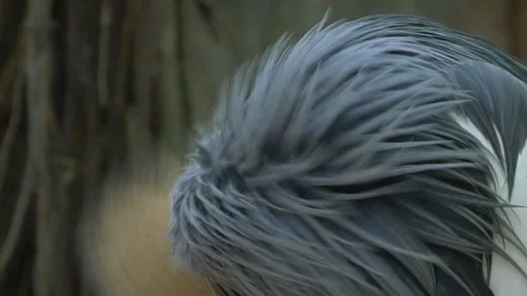 Grey crowned crane preening its feathers in natural enclosure Stock Footage 312339753
