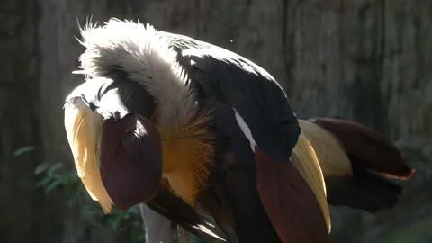 Grey crowned crane preening its feathers in natural enclosure Stock Footage 312340065