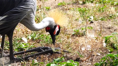 Grey crowned crane sit on two legs and looking for food. close-up portrait Video stock 224338596