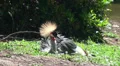 A Grey crowned crane sitting on the ground HD Footage