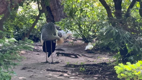 Grey Crowned Crane Standing Zoo Enclosure Paris Golden Crown Red Wattle African Stock Footage 336552870