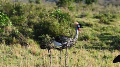 Grey-crowned crane strolling through the forest like a queen Stock Footage 222789365