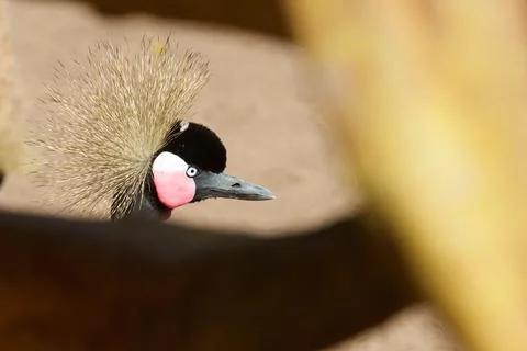 Grey crowned crane view Фото