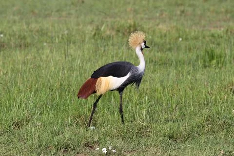 Grey Crowned Crane walking down a grass road. A close-up Stock Photos