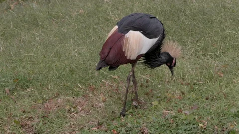 Grey Crowned Crane Walking in Grass Stock Footage 192264875