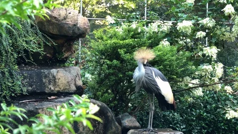 The Grey Crowned Crane in the zoo. Stock Footage 110619096