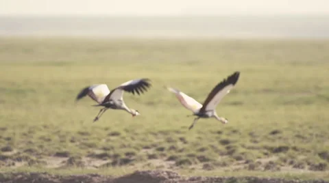 Grey crowned cranes flying Stock Footage 33547249
