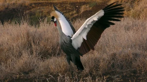 Grey Crowned Cranes, in mating plumage, Kenya, E Africa Stock Footage 116483123