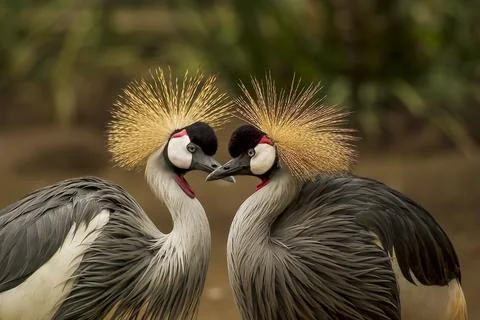 Grey-crowned-cranes Stock Photos