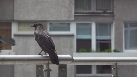 Grey Crows on balcony Stock Footage 147753162