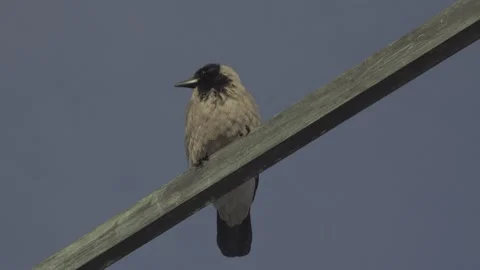 Grey Crows on balcony Stock Footage 148115034