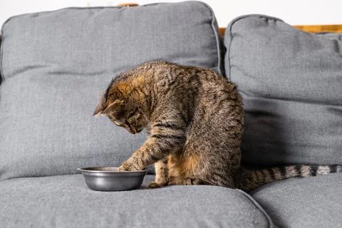 Grey cute cat eating at the sofa at home. Stripped cat sitting in front of the Stock Photos