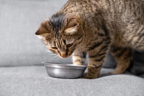Grey cute cat eating at the sofa at home. Stripped cat sitting in front of the Stock Photos