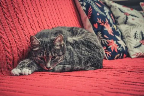 Grey cute cat laying on red couch Stock Photos