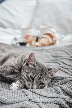 Grey cute cat lying on bed 写真素材