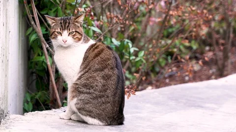 A grey cute cat sitting and posing camera footage Stock Footage 124802575