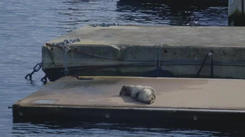 A grey cute harp seal lays on a floating dock. The animal is resting. Stock Footage 252139922