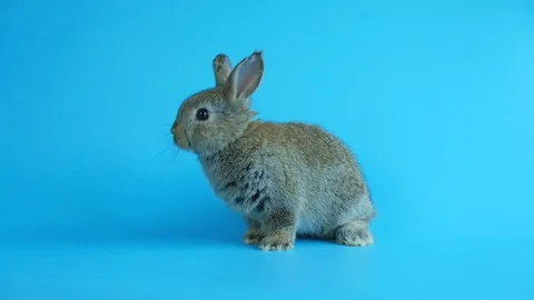 Grey cute rabbit moving on blue screen background Stock Footage 124963369