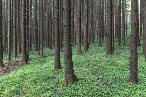 Grey dark pine forest scene and green grass.Background pine forest with green Foto stock