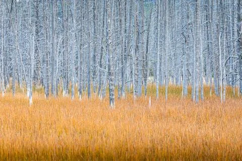 Grey dead trees with orange grass field. Stock-Fotos