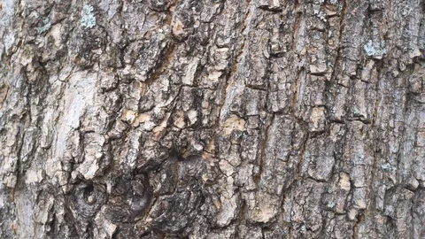 Grey detailed texture of tree bark Video stock 105889290