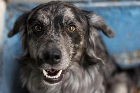 A grey dog baring its teeth and looking straight ahead Stock-Fotos
