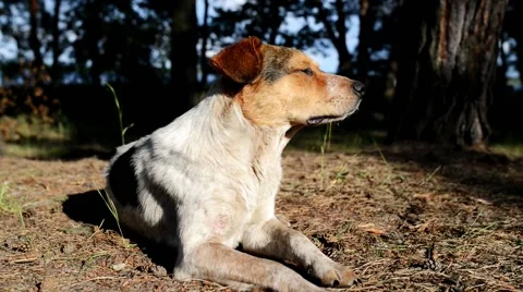 The Grey dog Stock Footage 62887803
