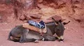 Grey donkey in ancient city of Petra, Jordan HD Footage